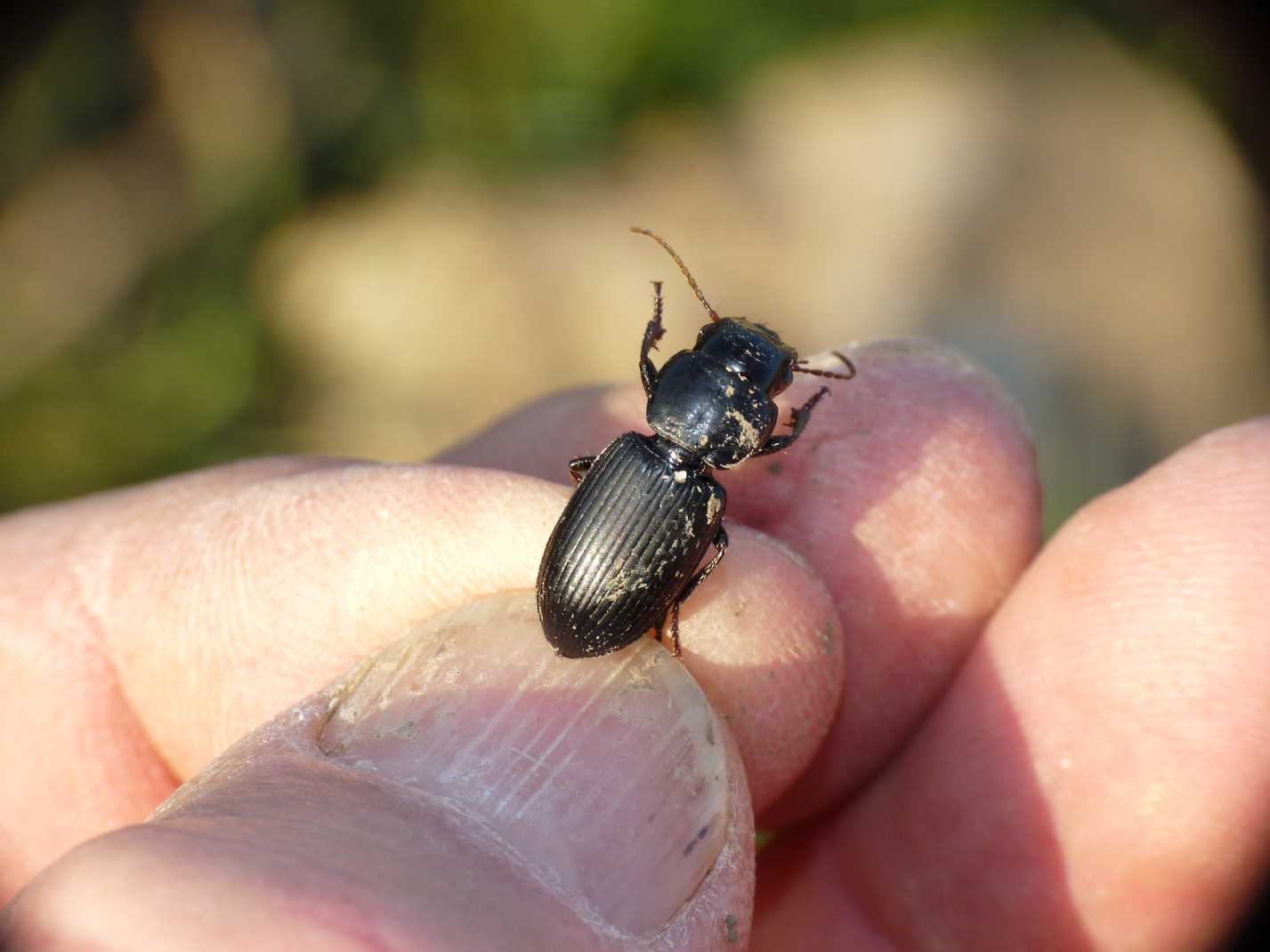 Acinopus megacephalus